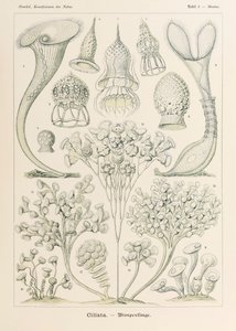 Ernst Haeckel (1834-1919) tarafından resimlenen 