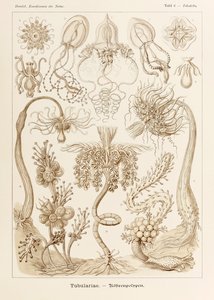 Ernst Haeckel (1834-1919) tarafından resmedilen 