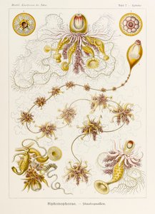 Ernst Haeckel (1834-1919) tarafından resmedilen 