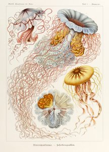 Ernst Haeckel (1834-1919) tarafından resimlenen 