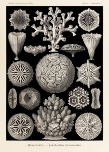 Ernst Haeckel (1834-1919) tarafından resmedilen 