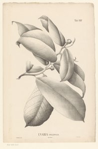 Yaprakları ve çiçek tomurcukları ile dal Uvaria Ovalifolia (nesne üzerindeki başlık) by Ernst Philipp Sixtus