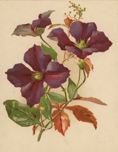 Clematis ve Virginian Creeper (chromolitho)