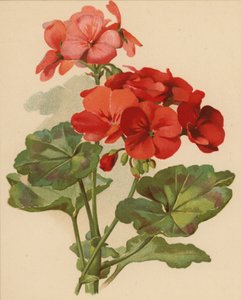 Sardunya (kromolito)