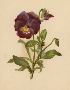 Hercai Menekşe (kromolitho)