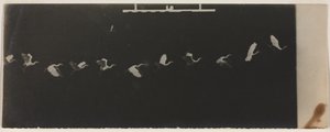 Uçan Balıkçıl Kronofotoğraf by Etienne Jules Marey