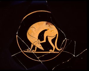 Attika kırmızı figürlü bir fincan köpek kulağını arka ayağıyla kaşıyor, tondo içinde, MÖ 5. yy by Euergides painter