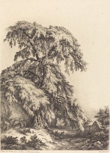 Ardıç Ağacı, 1840.