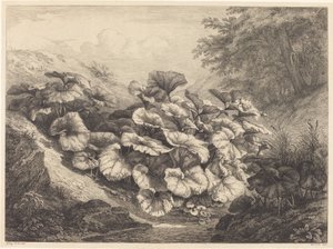 Büyük Öksürük, 1843.