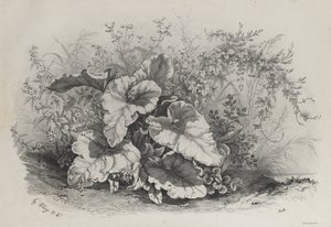 Doğadan Sonra Çizilmiş ve Taş Baskısı Yapılmış Çeşitli Bitkiler Grubundan Bitki Çalışması by Eugene Bléry