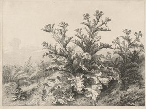 Büyük Devedikeni (Le Grand Chardon) by Eugene Bléry