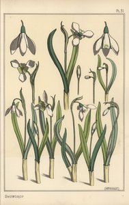 Bir kardelen botanik çizimi, Galanthus nivalis by Eugene Grasset