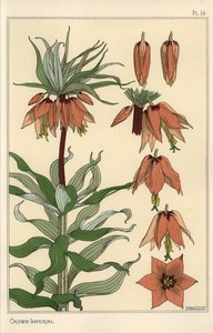 Taç imparatorluk çiçeğinin botanik illüstrasyonu, Fritillaria Imperialis by Eugene Grasset