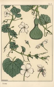Kabak botanik çizimi by Eugene Grasset
