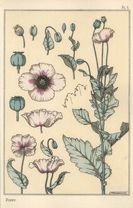 Çiçek parçaları, afyon pod ile haşhaş botanik çizimi by Eugene Grasset