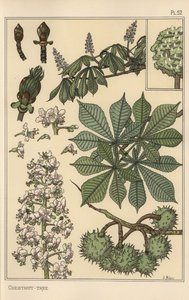 Kestane ağacı botanik çalışması by Eugene Grasset