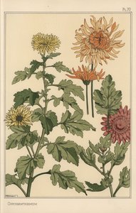 Krizantem botanik çalışması by Eugene Grasset