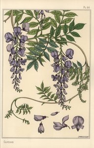 Glisin botanik çalışması by Eugene Grasset