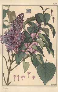Leylak botanik çalışması. by Eugene Grasset