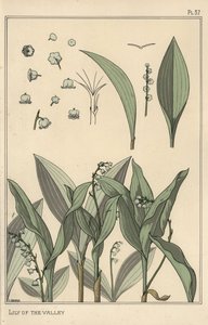 Vadideki zambak, botanik çalışma by Eugene Grasset