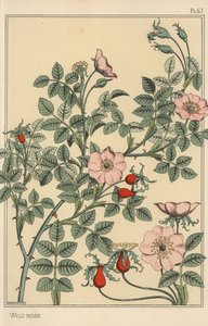 Yabani gül botanik çalışması by Eugene Grasset