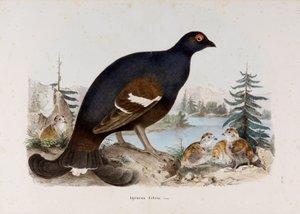 Küçük funda horozunun veya huş ağacının horozunun temsili by Eugenio Bettoni