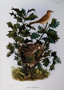 Bahçe Ötleğen (Sylvia hortensis), Oscar Dressler tarafından Lombardiya