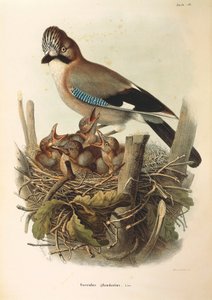 Eurasian Jay Garrulus glandarius