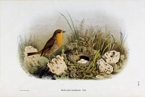 Red Gorge Temsili (Rubecula familyis) (Kromolitografi