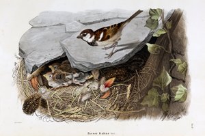 Cisalpine serçesinin temsili (Passer domesticus italiae veya İtalyan Serçesi) (Chromolithography)