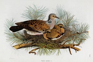 Güvercin Temsili (Kaplumbağa-Güvercin) (Krolitografi)