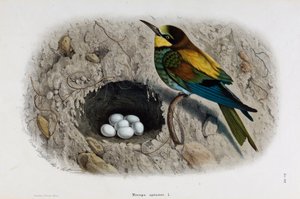 Representation of the European Bee-eater or Merops apiaster (Chromolithography