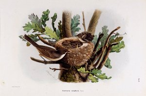 Falvette Curruca Orphea