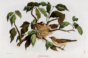 Hipolais salicaria Warbler kuşunun temsili (Kromolitografi