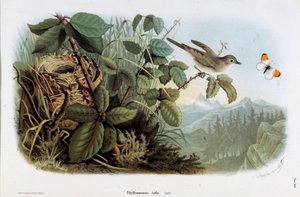 Tavuk hızının temsili (Phyllopneuste rufa) (Chiffchaff) (Kromolitografi