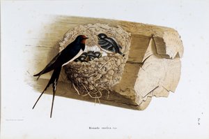 Yuva kırlangıcının temsili (Hirundo rustica veya kırlangıç) (Kromolitografi
