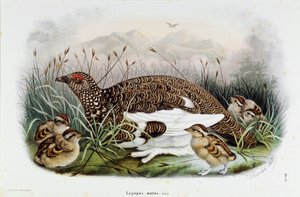 Kekliğin temsili (Keklik veya Lagopus mutus) (Kromolitografi