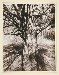 Kayın ağacı by Eugène Atget