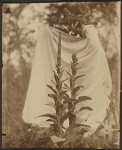  by Eugène Atget