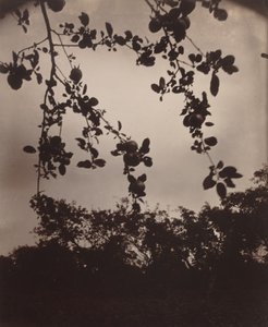 elma ağacı dalı by Eugène Atget