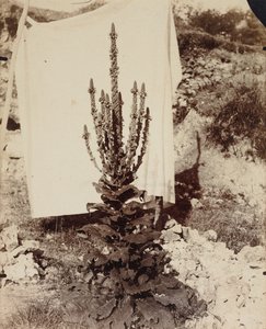 çiçek açan sığırkuyruğu by Eugène Atget