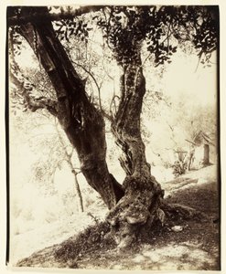 Olivier, Nice, 1900 dolayları by Eugène Atget