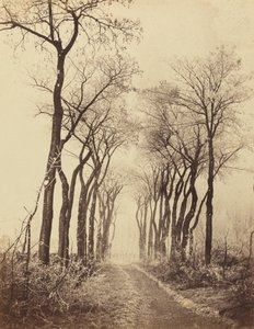 Kırağılı Yol ve Ağaçlar, 1860.