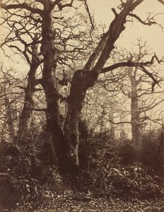 Ağaç Çalışması, Fontainebleau