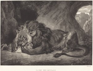 Atlas Dağları Aslanı Lion de l