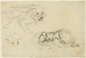 Aslan Çalışmaları by Eugène Delacroix