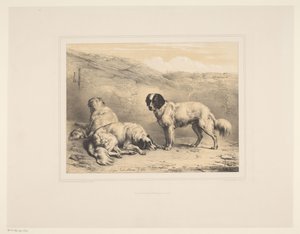 Üç köpek Çeşitli hayvanlar (dizi adı) Études d'Animaux (dizi adı)
