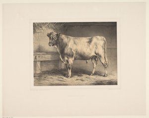 Stier Diverse dieren (dizi başlığı) Animal Studies (dizi başlığı)
