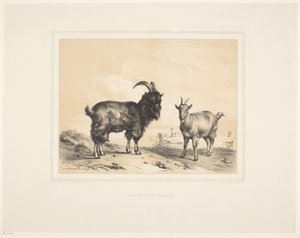 İki keçi Çeşitli hayvanlar (dizi adı) Études d'Animaux (dizi adı)