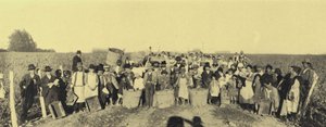 Vina Lontue üzüm bağlarında üzüm hasadı, Santiago, Şili (s/b fotoğraf) by European Photographer